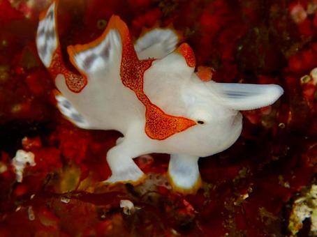 クマドリカエルアンコウ クマドリカエルアンコウ クマドリカエルアンコウ,カエルアンコウ,魚の写真素材