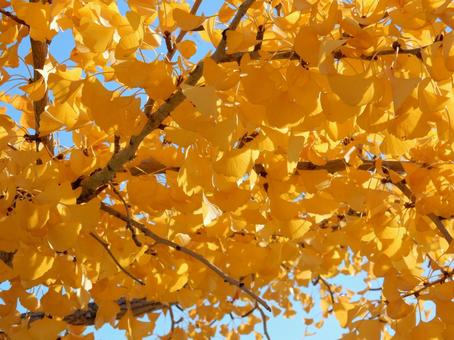【紅葉写真】イチョウの黄葉 イチョウ,銀杏,黄葉の写真素材