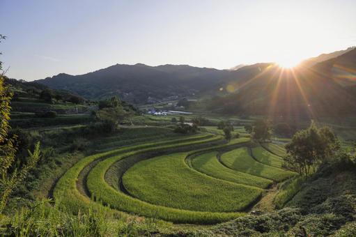 明日香（飛鳥） 棚田 朝 秋 明日香,棚田,朝日の写真素材