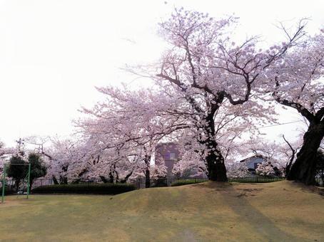 石川県■お花見■桜(金沢市) 石川県■お花見■桜(金沢市)の写真