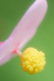 Photo, shukidou, pink flowers, up, 
