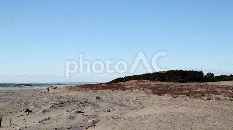 早春の中田島砂丘 中田島砂丘,海,風景の写真素材