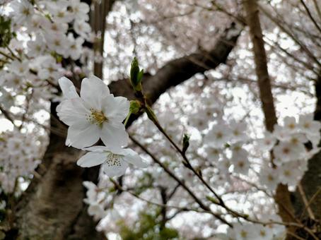 桜 桜の写真