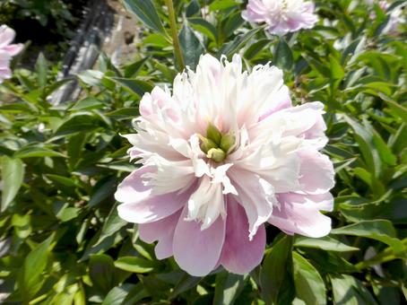 公園の花壇に咲く淡色のシャクヤク 公園の花壇に咲く淡色のシャクヤクの写真