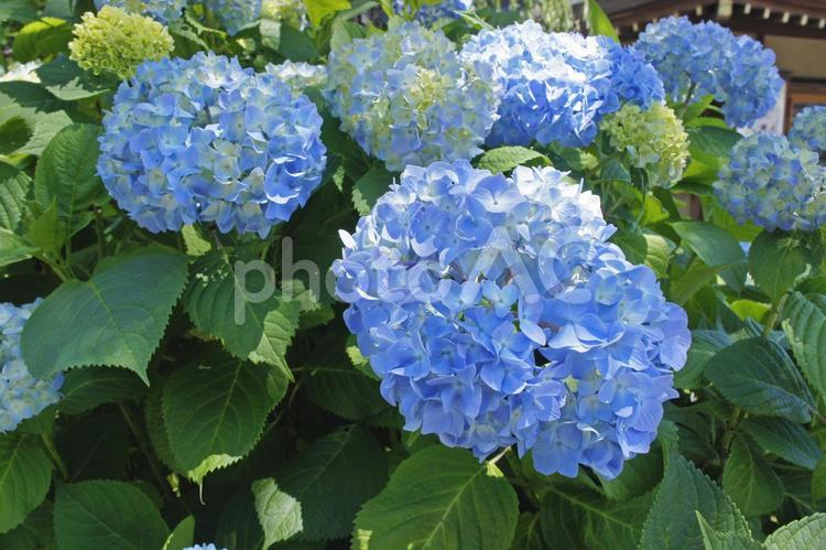 あじさいの季節 あじさい,アジサイ,紫陽花の写真素材
