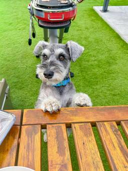 ごはんを狙うワンコ 犬,ミニチュアシュナウザー,ペットの写真素材