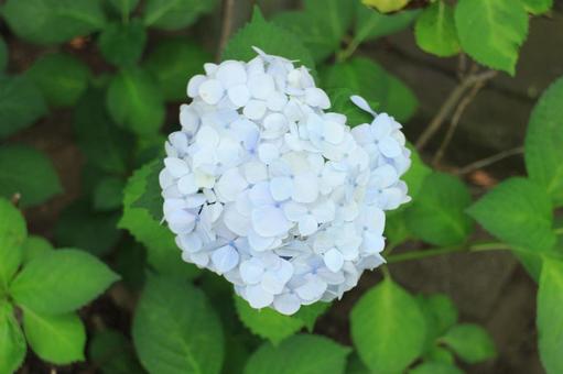【花の写真】紫陽花_0609-38 【花の写真】紫陽花_0609-38 紫陽花,花,青い花の写真素材