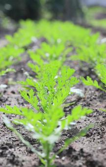 春菊の苗 春菊の苗 春菊,シュンギク,苗の写真素材