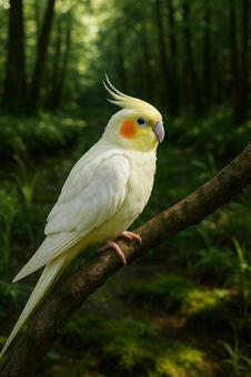 湿地の森で羽を休めるオカメインコ 湿地の森で羽を休めるオカメインコの写真