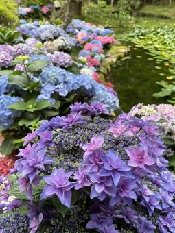 Hydrangea, JPG Hydrangea, JPG