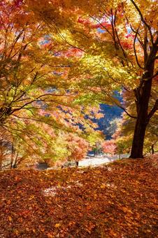 紅葉の落ち葉 紅葉,もみじ,秋の写真素材