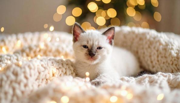 赤ちゃんネコ 赤ちゃんネコの写真