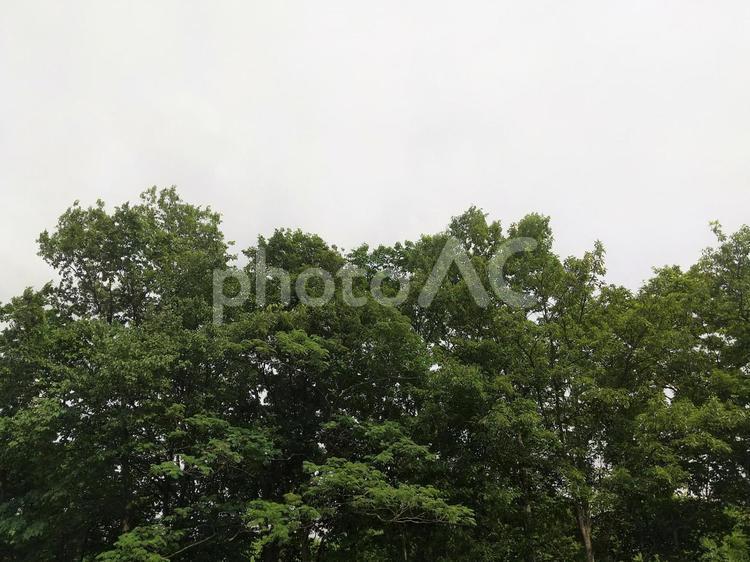 青葉と曇り空　風景 青葉,曇り空,くもりの写真素材