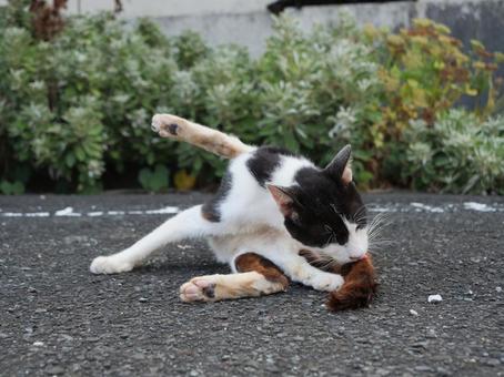 海辺でのんびり過ごす野良猫 海辺でのんびり過ごす野良猫の写真