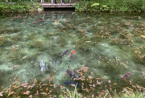 モネの池 モネの池の写真