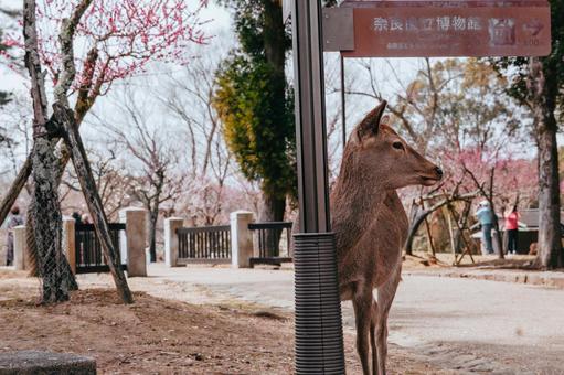 奈良国立博物館にも人が多いな 奈良国立博物館にも人が多いな 鹿,シカ,奈良の写真素材