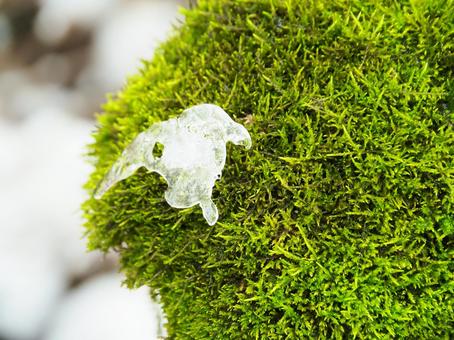 苔と氷 氷,苔,緑の写真素材