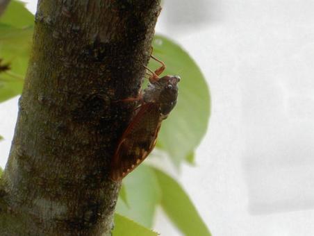【昆虫写真】アブラゼミ(油蝉) 【昆虫写真】アブラゼミ(油蝉)の写真
