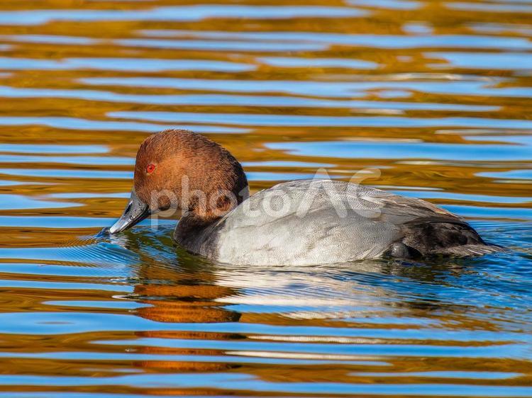 池を泳ぐホシハジロのメス ホシハジロ,鴨,野鳥の写真素材