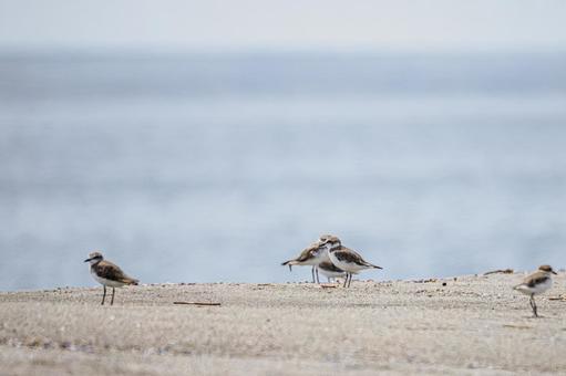 ミユビシギ(44) ミユビシギ(44)の写真