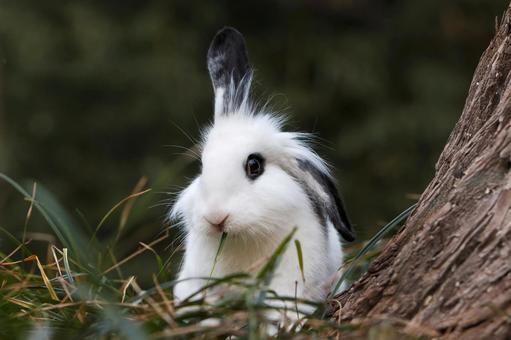 ペットのうさぎ うさぎ,ペット,干支の写真素材