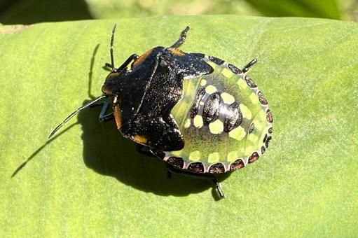 カメムシの幼虫・ミナミアオカメムシ カメムシ,亀虫,昆虫の写真素材
