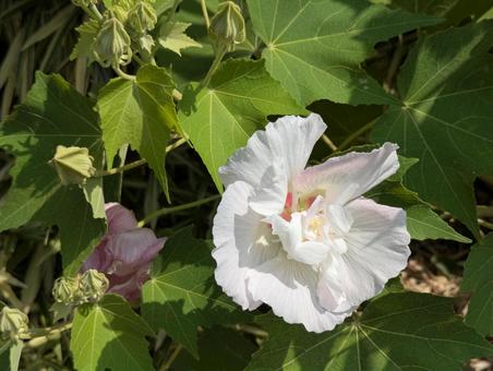 処暑過ぎの横浜市北部のスイフヨウの花 酔芙蓉,落葉低木,背景の写真素材