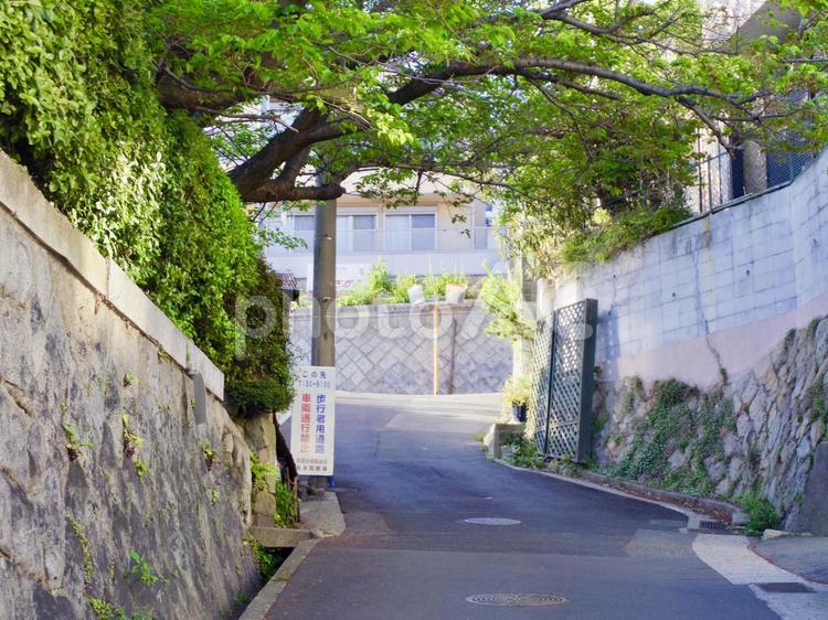 木のトンネルと路地 道路,通り,家の写真素材