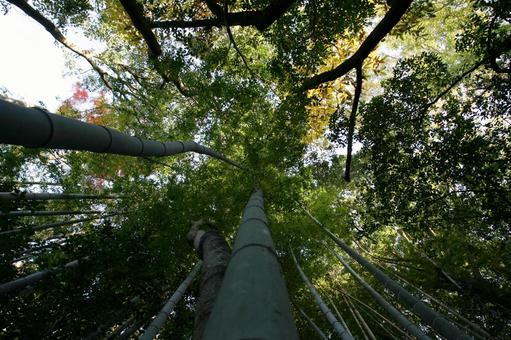 竹林 竹林 竹,竹林,春の写真素材