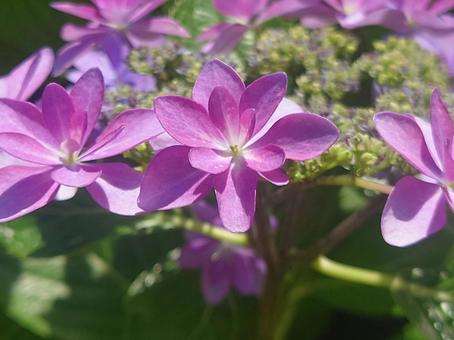 紫紫陽花アップ 紫紫陽花アップの写真