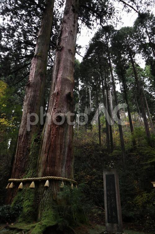 御岩神社　三本杉 アウトドア,ウォーキング,ハイキングの写真素材