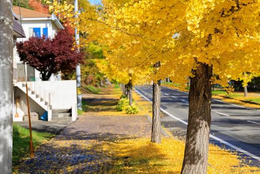 イチョウの街路樹 イチョウの街路樹,イチョウ,銀杏の写真素材