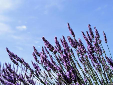 青空とラベンダー 青空とラベンダー ラベンダー,花,夏の写真素材