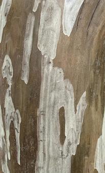 Photo, tree skin, pattern, natural, 