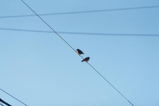 電線に止まるムクドリたちの写真