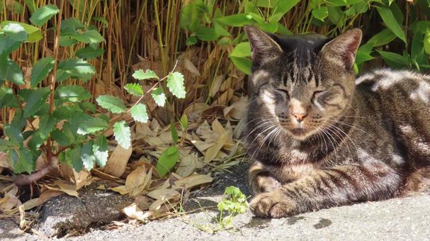 木漏れ日に溶け込んでいるカモフラージュ猫 猫,キジトラ,眠り猫の写真素材