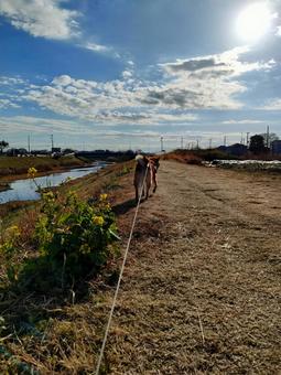 川沿いの道をお散歩する柴犬! 川沿いの道をお散歩する柴犬!の写真