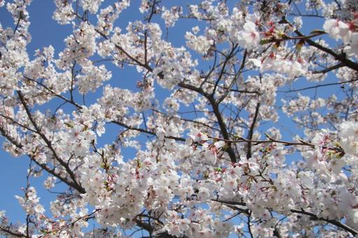 Cherry blossoms in full bloom, JPG Cherry blossoms in full bloom, JPG