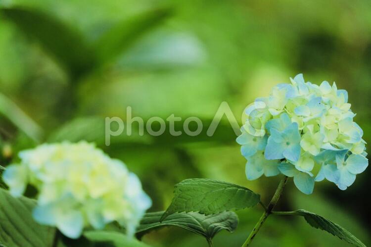 アジサイと緑 庭園,植物,夏の写真素材