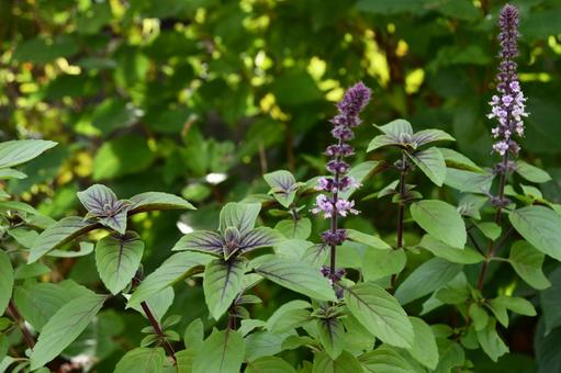 バジルの花 バジル,花,グリーンの写真素材