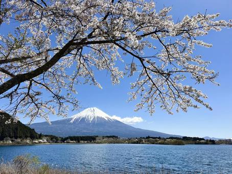 春の田貫湖と富士山 春の田貫湖と富士山の写真