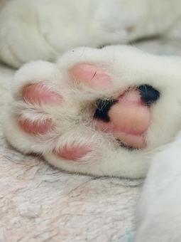 肉球 肉球の写真