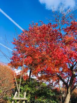 紅葉と空 紅葉と空の写真