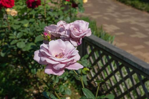 薔薇 薔薇の写真