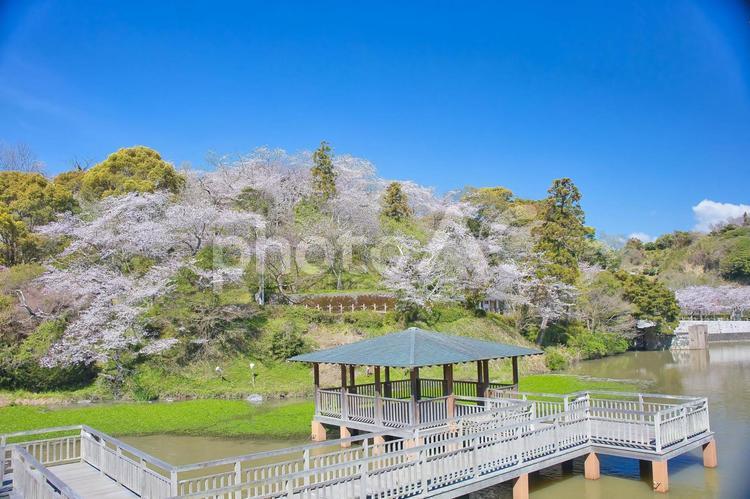 船越堤公園　桜 さくら,サクラ,空の写真素材