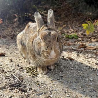 rabbit, JPG