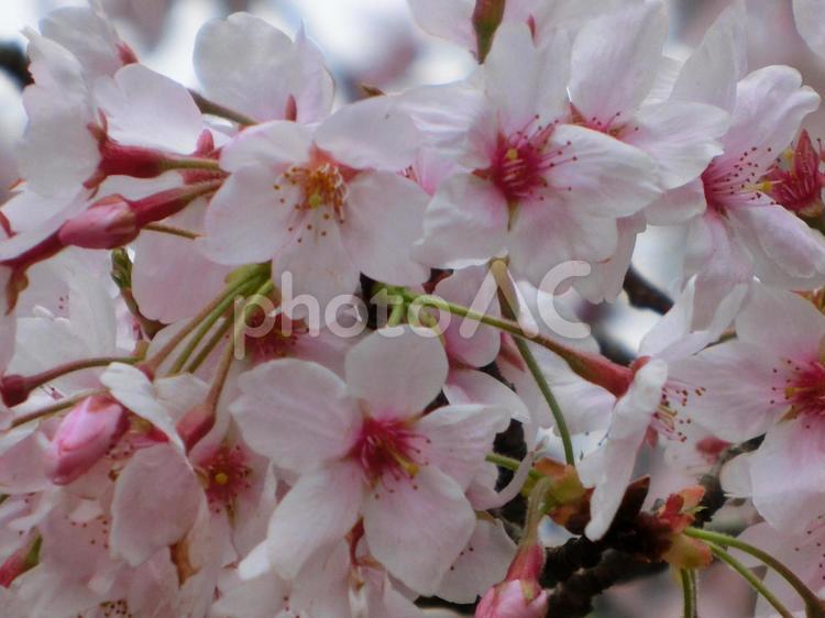 曇り日の桜-9 曇り日の桜,桜,木の写真素材