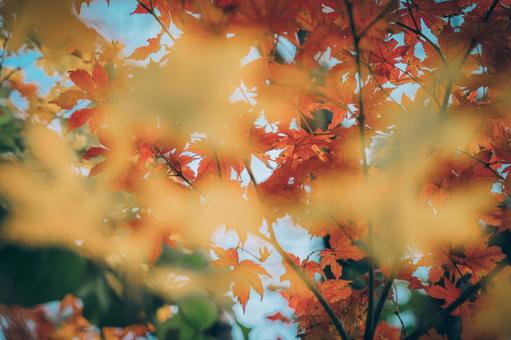 カラフルな紅葉 カラフルな紅葉の写真