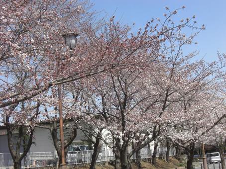 桜の並木道-17 桜,木,幹の写真素材