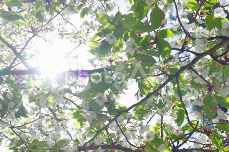 強い太陽の光を浴びる白い桜の花と緑の葉 桜,花,花びらの写真素材